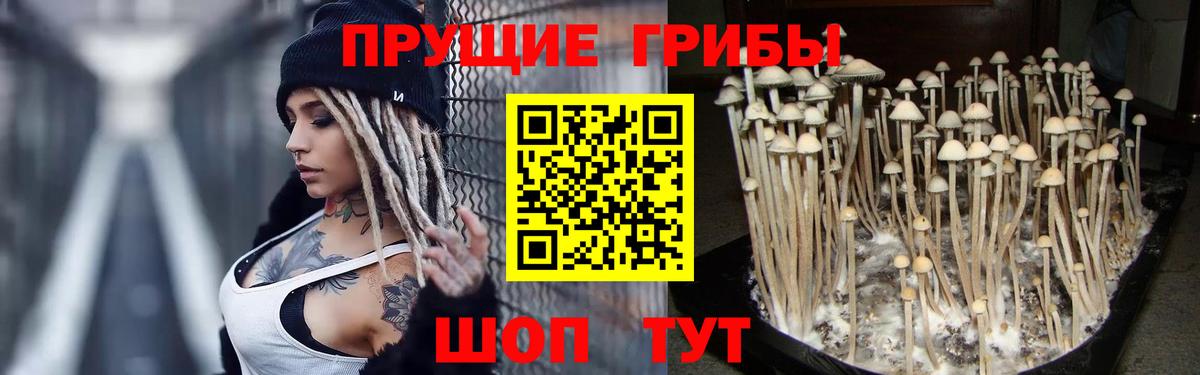 сколько стоит  Вход с VPN  Александров  Псилоцибиновые грибы Psilocybe 